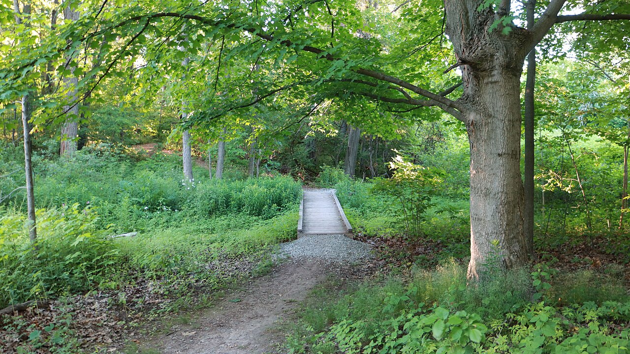 Sendero de bosque para caminar gratis en la naturaleza