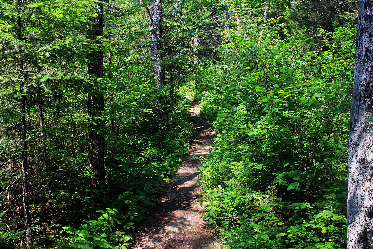 Sendero de excursionismo entre &aacute;rboles en el bosque