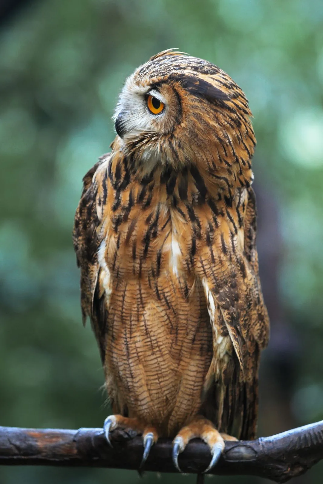 historia-hootsuite-buho-gestiono-redes-sociales